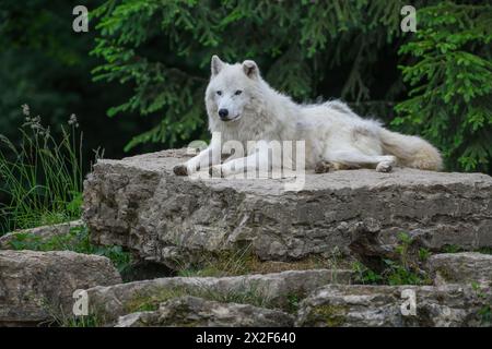 Zoologie, mammifère (mammalia), loup arctique, loup arctique ou loup arctique (Canis lupus arctos), ADDITIONAL-RIGHTS-LEARANCE-INFO-NOT-AVAILABLE Banque D'Images