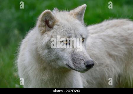 Zoologie, mammifère (mammalia), loup arctique, loup arctique ou loup arctique (Canis lupus arctos), ADDITIONAL-RIGHTS-LEARANCE-INFO-NOT-AVAILABLE Banque D'Images