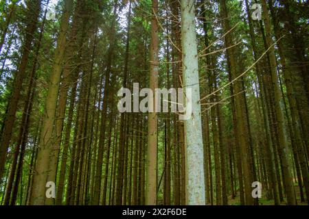 Photographié dans les Ardennes, Belgique Banque D'Images