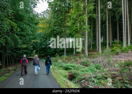 Un groupe de personnes fait une randonnée dans la forêt photographiée dans les Ardennes, en Belgique Banque D'Images