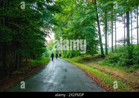 Un groupe de personnes fait une randonnée dans la forêt photographiée dans les Ardennes, en Belgique Banque D'Images