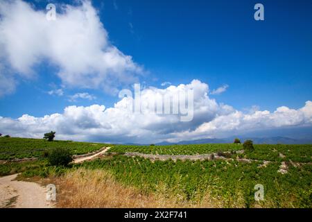 Vignoble à Chypre Banque D'Images