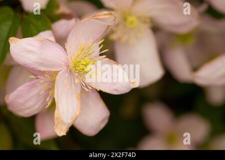 Clematis Montana Mayleen fleur unique excentrée avec des fleurs bokeh en arrière-plan Banque D'Images