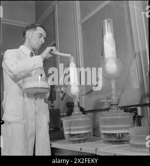 PÉNICILLINE PASSÉ, PRÉSENT ET FUTUR : LE DÉVELOPPEMENT ET LA PRODUCTION DE PÉNICILLINE, ANGLETERRE, 1943 - Un travailleur de laboratoire mesure la pénicilline purifiée dans des ampoules ou des bouteilles. Il est ensuite lyophilisé et la glace évaporée sous vide. À la fin de ce processus, une poudre est laissée derrière : il s'agit de la précieuse pénicilline elle-même Banque D'Images