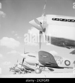 ROYAL AIR FORCE : OPÉRATIONS AU MOYEN-ORIENT ET EN AFRIQUE DU NORD, 1940-1943. - Curtiss Kittyhawk Mark IAS du No 3 Squadron RAAF aligné au LG 91, Egypt Royal Australian Air Force, 3 Squadron Banque D'Images