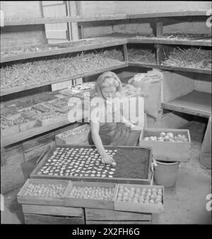 THE GARDENS OF KEW : THE WORK OF KEW GARDENS IN WARTIME, SURREY, ANGLETERRE, Royaume-Uni, 1943 - dans le cadre d'une expérience demandée par le ministère de l'alimentation, un employé de Kew Gardens sème des frites ou des tranches de pommes de terre au lieu de pommes de terre pleines. Selon la légende originale, les cultures utilisant cette méthode étaient meilleures que celles cultivées normalement Banque D'Images