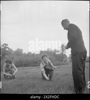 THE GARDENS OF KEW : THE WORK OF KEW GARDENS IN WARTIME, SURREY, ANGLETERRE, Royaume-Uni, 1943 - le conservateur de Kew Gardens, M. Campbell, supervise la récolte des graines de la pelouse de camomille par des membres de la Women's Land Army. La camomille a été plantée à la demande du ministère de la sécurité intérieure pour être utilisée comme camouflage rapide et wiry pour de nouveaux aérodromes Banque D'Images