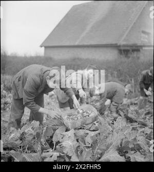 LES JARDINS DU VILLAGE NOURRISSENT LES ÉCOLIERS : PRODUCTION DE NOURRITURE À KNIGHTON-ON-TEME, WORCESTERSHIRE, ANGLETERRE, Royaume-Uni, 1943 - les écoliers cueillent les légumes qu'ils ont cultivés dans le cadre de leurs cours à l'école locale de Knighton-on-Teme. Ces légumes, cultivés dans le jardin de l'école, fourniront une partie du repas du midi d'aujourd'hui Banque D'Images