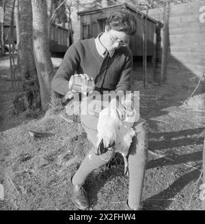 Une fille du Land applique de la poudre d'insecte sur un poulet dans une ferme britannique, 1944, montrant la lutte antiparasitaire pour la gestion de la volaille. Banque D'Images