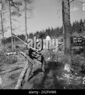 ILS APPRENNENT À ÊTRE LUMBERJILLS : WOMEN'S LAND ARMY FOREST TRAINING, CULFORD, SUFFOLK, 1943 - Un membre du Women's Land Army Timber corps frappe un arbre avec une hache pendant l'entraînement au camp d'entraînement de la WLA à Culford Banque D'Images