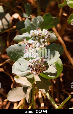 Fleurs venimeuses, pomme de Sodome, Milkweed, Calotropis Procera, AssouanEgypte Banque D'Images