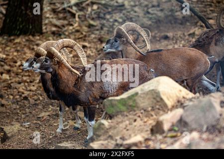 Mouflon à Chypre le mouflon (Ovis gmelini) est un mouton sauvage originaire de la région de la Caspienne, y compris l'est de la Turquie, l'Arménie, l'Azerbaïdjan, la Géorgie et l'Iran Banque D'Images