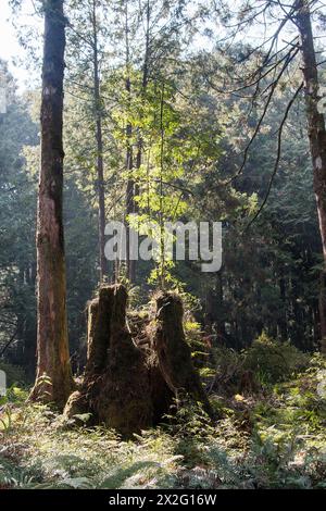 Scène d'un jeune arbre poussant de l'ancien tronc d'un arbre mort sous la lumière du soleil du matin à la zone de loisirs de la forêt nationale d'Alishan à Taiwan Banque D'Images