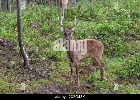 Zoologie, mammifère (mammalia), cerf Rusa ou Javan rusa (Cervus timorensis), animal mâle, ADDITIONAL-RIGHTS-LEARANCE-INFO-NOT-AVAILABLE Banque D'Images