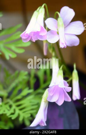 Fleurs roses d'un faux trèfle violet (Oxalis triangularis) gros plan de la feuille triangulaire photographiée dans un jardin à Jaffa, Israël. Oxalis triang Banque D'Images