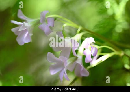 Fleurs roses d'un faux trèfle violet (Oxalis triangularis) gros plan de la feuille triangulaire photographiée dans un jardin à Jaffa, Israël. Oxalis triang Banque D'Images