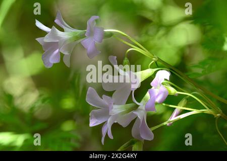 Fleurs roses d'un faux trèfle violet (Oxalis triangularis) gros plan de la feuille triangulaire photographiée dans un jardin à Jaffa, Israël. Oxalis triang Banque D'Images