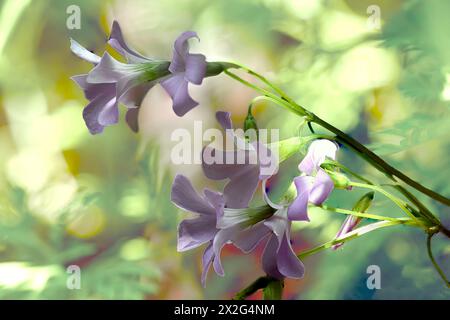 Fleurs roses d'un faux trèfle violet (Oxalis triangularis) gros plan de la feuille triangulaire photographiée dans un jardin à Jaffa, Israël. Oxalis triang Banque D'Images