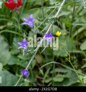 Campanula rapunculus, Rampion Bellflower, ورد الجرس photographié en basse Galilée, Israël en mars Campanula rapunculus, nom commun rampion Bellf Banque D'Images