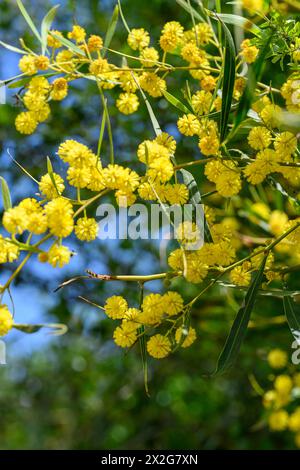 Fleurs jaunes d'un saligna en acacia, communément connues sous différents noms, y compris cocoojong, arroge dorée, arroge orange, larde à feuilles bleues, Weste Banque D'Images