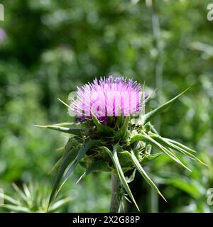 Silybum marianum Chardon de notre Dame, Chardon Saint, Chardon lait خرفيش الجمالPhotographed en basse Galilée, Israël en mars Silybum marianum est un s. Banque D'Images