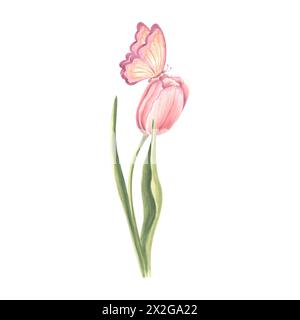 Rose tulipe avec papillon. Fleur de jardin aquarelle. Illustration isolée dessinée à la main de la floraison printanière estivale. Plante de prairie et insecte. Botanical dra Banque D'Images