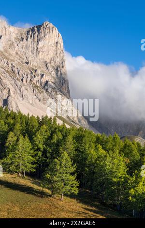 Massif de Devoluy avec pic de Bure (pic de Bure) dans la forêt de mélèzes. L'été dans les Hautes-Alpes (05), Alpes françaises, France Banque D'Images