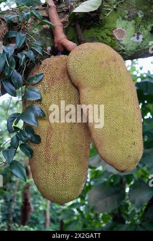 Gros jackfruits sur un arbre à Rio de Janeiro, Brésil. Banque D'Images