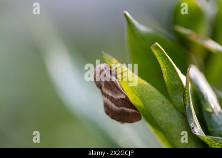 Papillon cramoisi (Macrothylacia rubi) mâle. Insecte de la famille des Lasiocampidae Banque D'Images