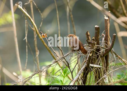 Un Wren Troglodytes troglodytes perché sur une petite branche Banque D'Images