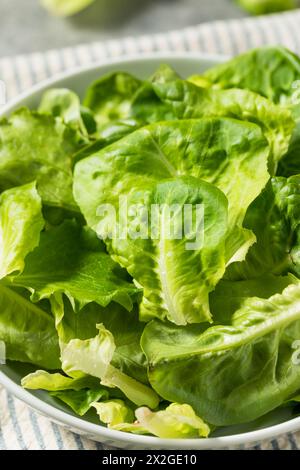 Laitue crue bébé Butterhead biologique pour une salade Banque D'Images