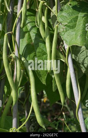 Haricots grimpants matures (Phaseolus vulgaris) sur des supports en bambou dans une parcelle de légumes de jardin, Berkshire, septembre Banque D'Images