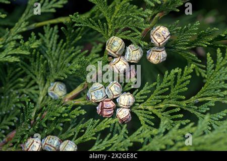 Cônes de graines de cyprès de Leyland (Cupressus x leylandii) sur conifère à feuilles persistantes hybrides utilisés pour la couverture à croissance rapide, Berkshire, octobre Banque D'Images