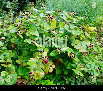 Baies noires sur une plante à fleurs de millepertuis ou Tutsan Hypericum androsaemum Banque D'Images