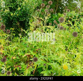 Plante vivace plante chardon russe Echinops exaltatus Banque D'Images