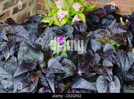 Pluie humide sur pomme de terre douce vigne feuilles comestibles violet variété Ipomoea batatas Banque D'Images