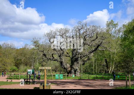 Le Major Oak Tree à Sherwood Forest, entouré de supports métalliques un matin de printemps Banque D'Images