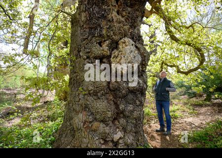 Un homme regardant l'énormité d'un chêne géant, Quercus robur Banque D'Images