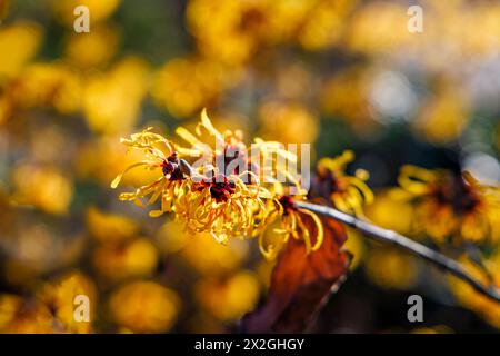 Vue rapprochée de fleurs jaune orangé de noisette sorcière Hamamelis x intermedia 'Harry' florissant dans RHS Garden Wisley en hiver Banque D'Images