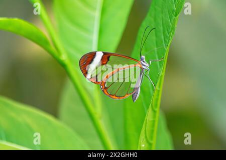 Glasswing butterfly (Greta oto), sur une feuille verte, avec en arrière-plan la végétation verte Banque D'Images