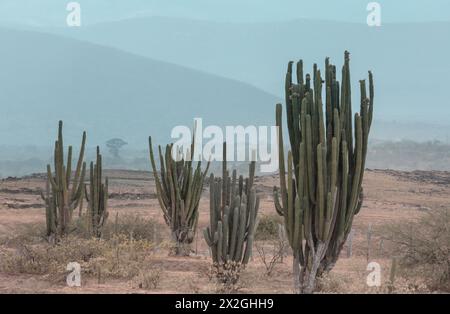 Champs de cactus dans le désert de Tatacoa, Colombie Banque D'Images