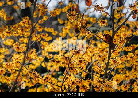 Fleurs jaune orangé d'hiver à printemps floraison sorcière noisette Hamamelis x intermedia 'Harry' floraison dans RHS Garden Wisley Banque D'Images