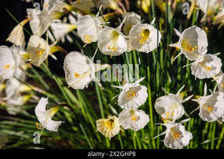 Crème jaunâtre petticoat à boucle Narcissus romieuxii subsp, albidus var. Zaianicus poussant dans une serre à RHS Garden Wisley en hiver Banque D'Images