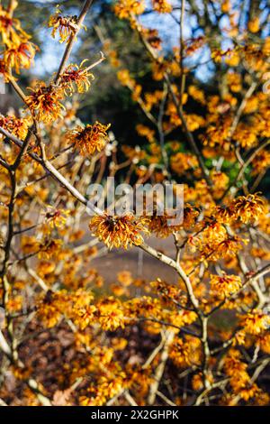 Fleurs jaune orangé d'hiver à printemps floraison sorcière noisette Hamamelis x intermedia 'Harry' floraison dans RHS Garden Wisley Banque D'Images