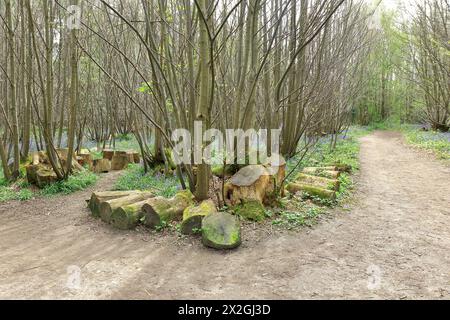 Bûches déposées à côté d'un sentier à travers les bluebells dans les bois de Trosley Banque D'Images