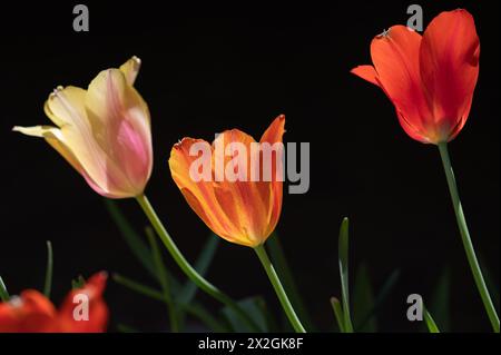 Trois tulipes vibrantes devant un fond noir. Banque D'Images