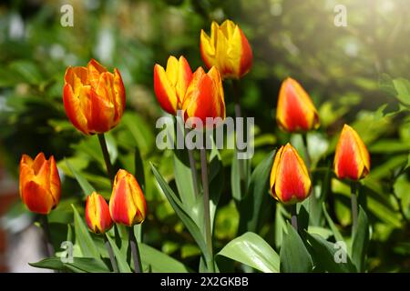 Rot-gelbe Tulpen, Tulipa, im Garten *** Tulipes rouges et jaunes, Tulipa, dans le jardin Banque D'Images