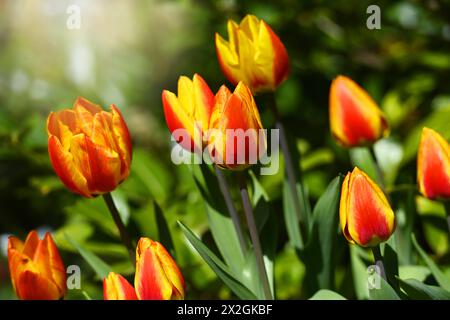 Rot-gelbe Tulpen, Tulipa, im Garten *** Tulipes rouges et jaunes, Tulipa, dans le jardin Banque D'Images