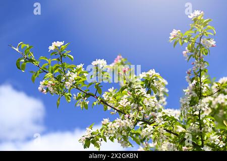 Zweig eines Apfelbaumes, Malus sylvestris, mit Blüten *** ramification d'un pommier, Malus sylvestris, en fleurs Banque D'Images