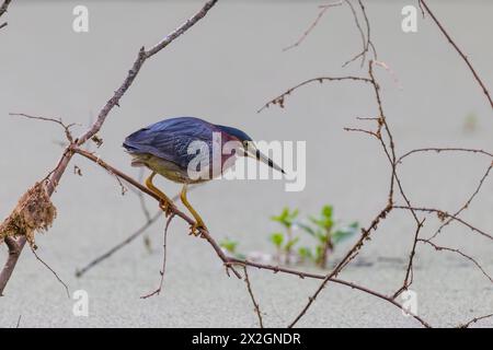 00687-01515 Heron vert (Butorides virescens) pêche dans l'étang Marion Co. IL Banque D'Images